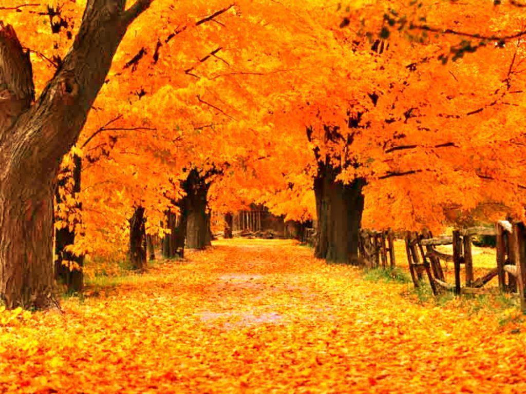 Free Autumn Screensavers Wallpapers - Wallpaper Cave