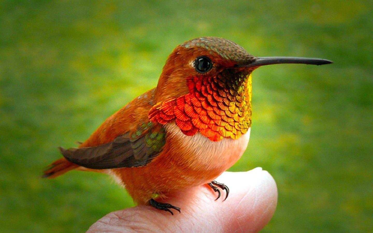 Hummingbird Finger Wallpaper picture photo in best quality