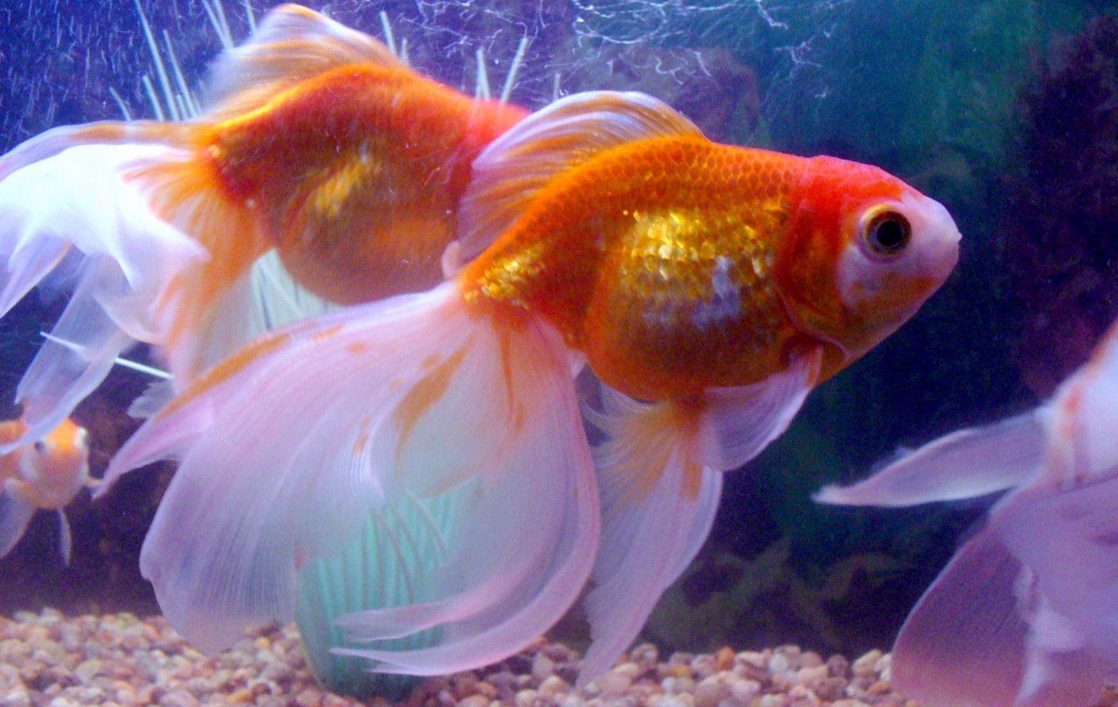 Goldfish HD