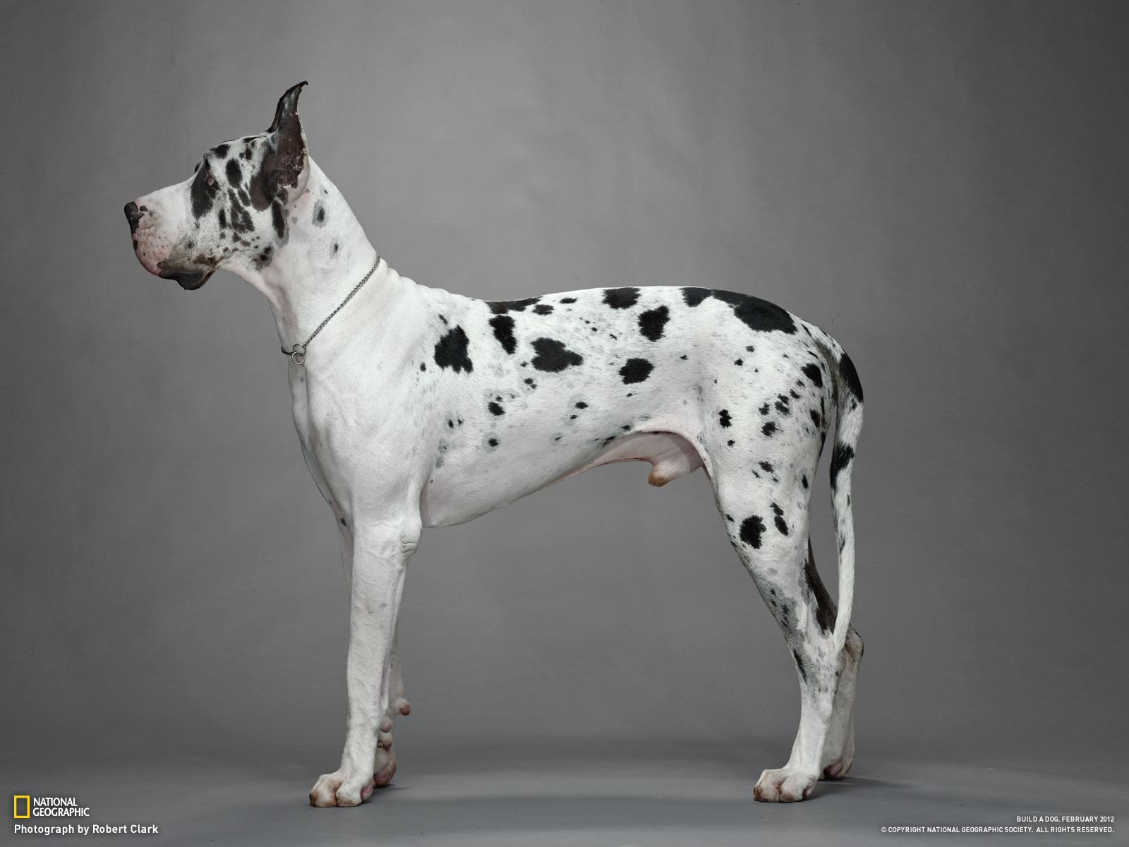 Great Dane Wallpapers - Wallpaper Cave