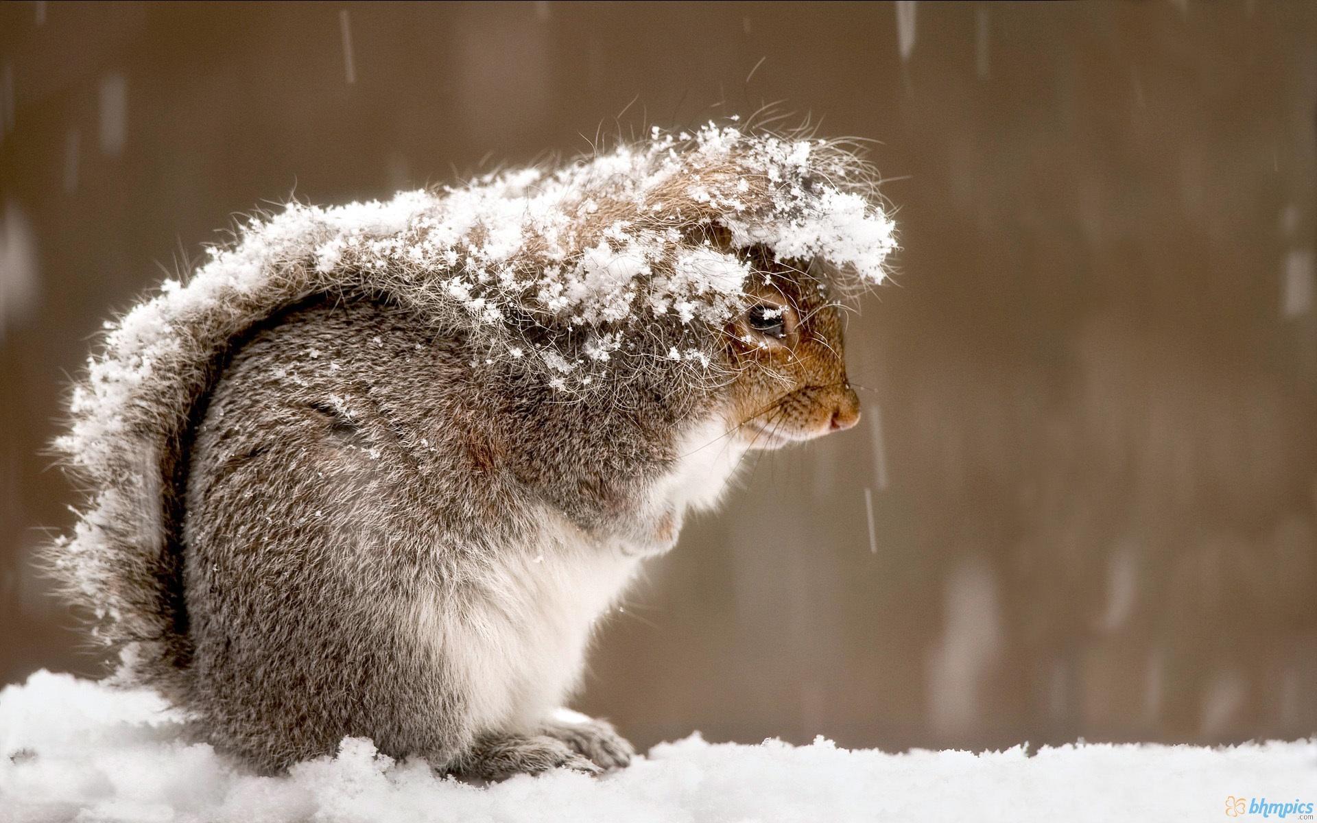 HD Cute Squirrel Eating Wallpaper
