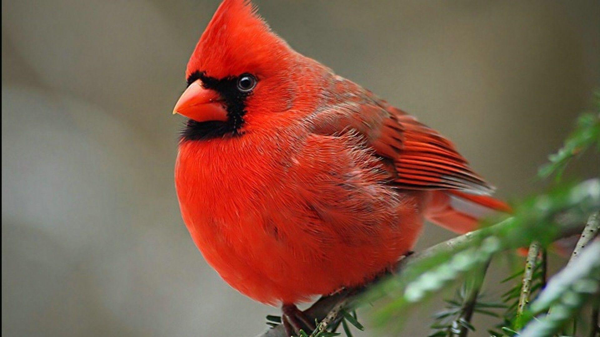 Cardinal Bird wallpaper
