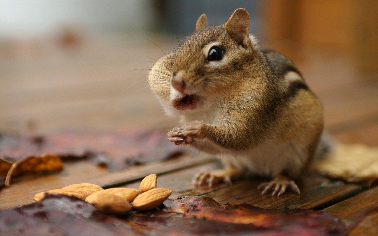 lovely chipmunks photo / chipmunk wallpaper 1280x800 NO.19