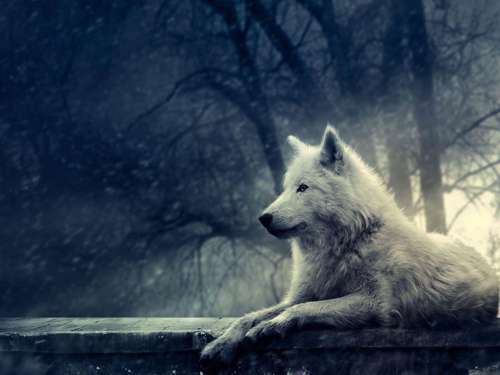 Wolf Howling Wallpaper HD