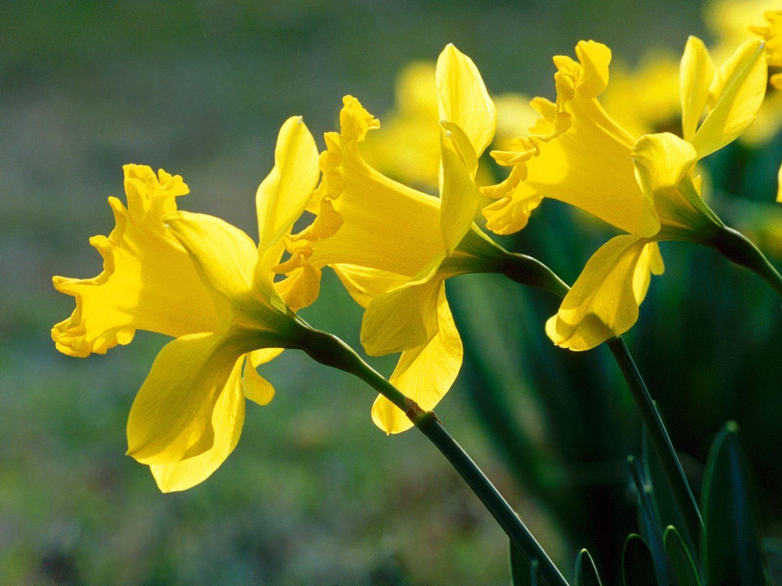Flowers For > Daffodil
