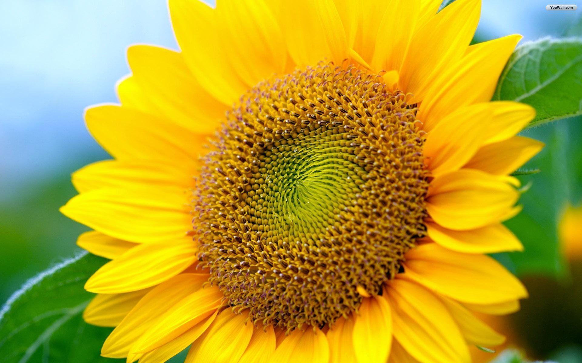Sunflower computer wallpaper in vibrant colors