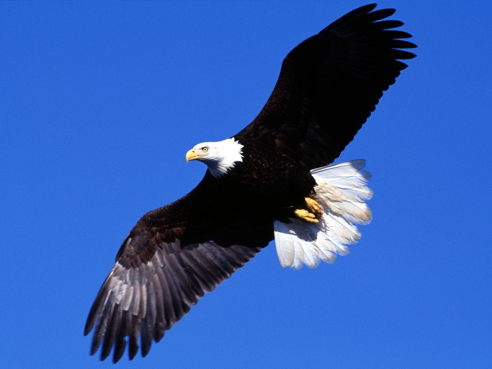 Flying Eagle Wallpaper 9438 HD Wallpaper in Animals