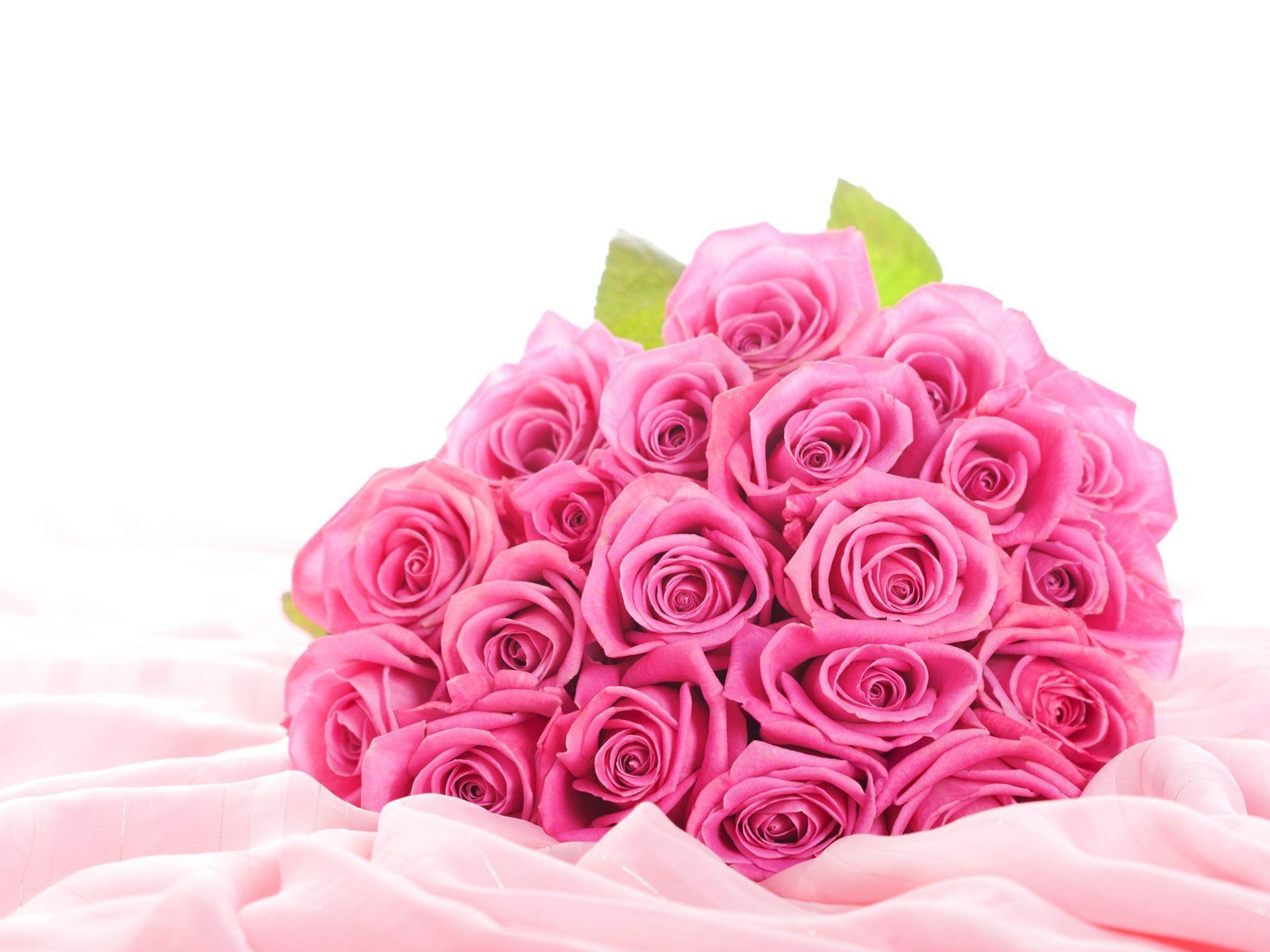 Pink Roses Desktop Background, High Definition, High