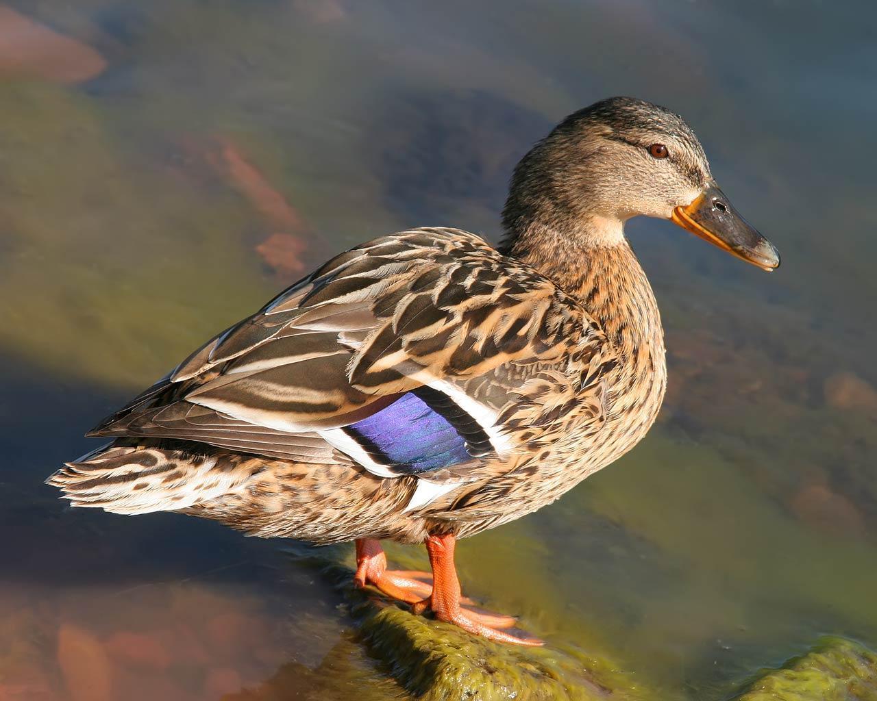 Duck Female Head Free Pet Category Birds