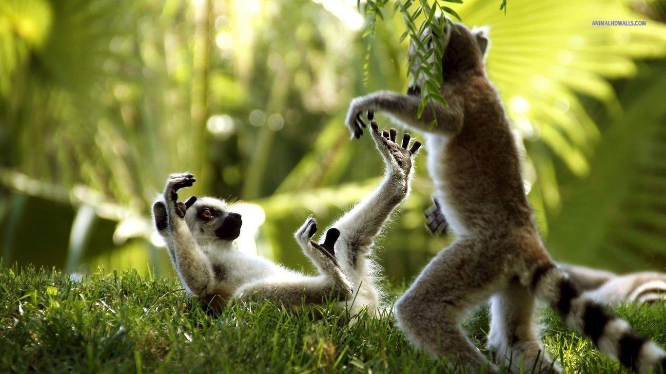 Ring Tailed Lemurs Wallpaper #
