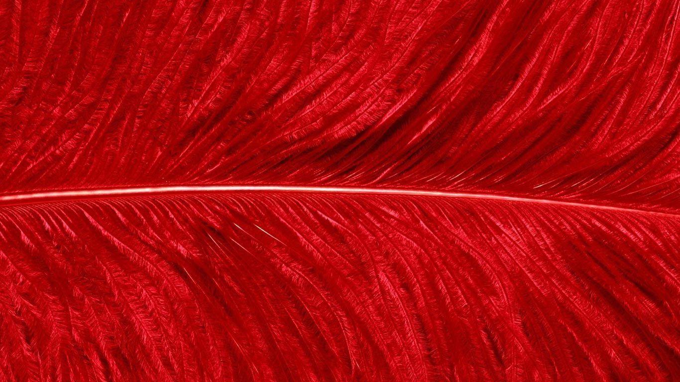 Desktop Wallpaper · Gallery · HD Notebook · Red feather laptops