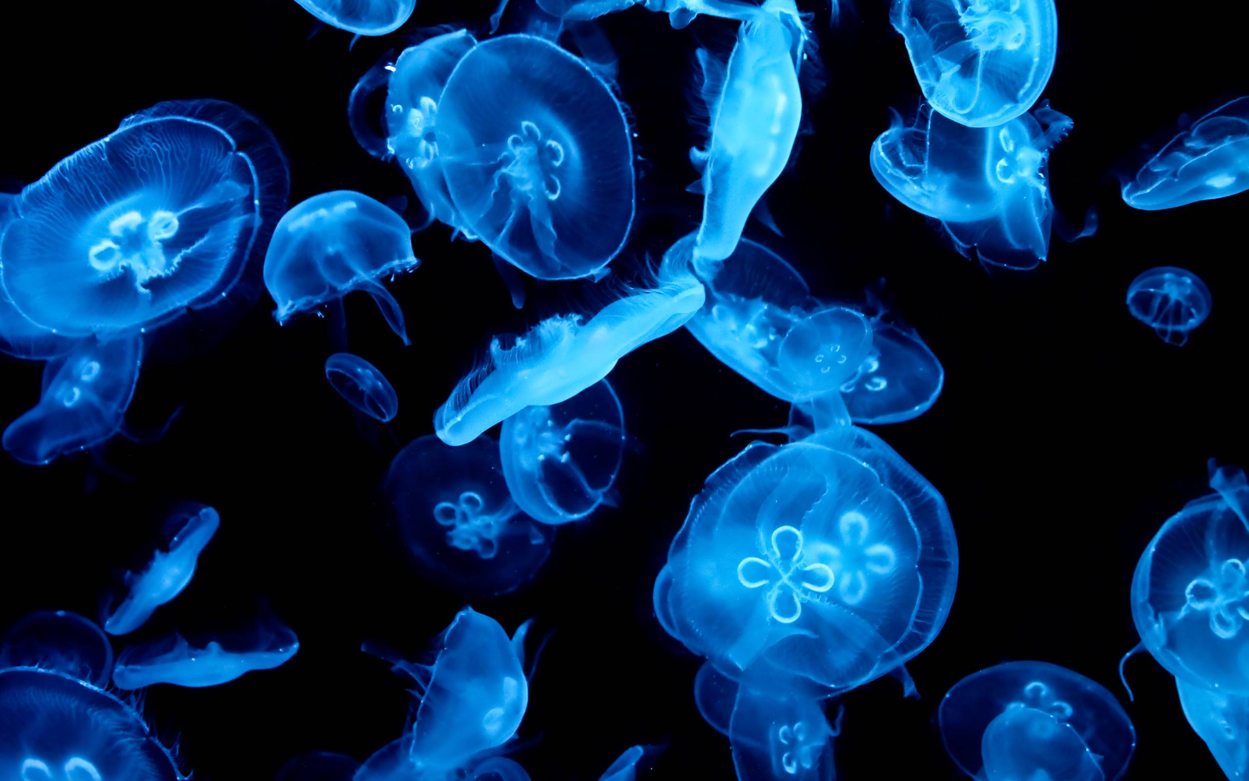 Jellyfish Underwater 4K Wallpaper iPhone HD Phone 7061k