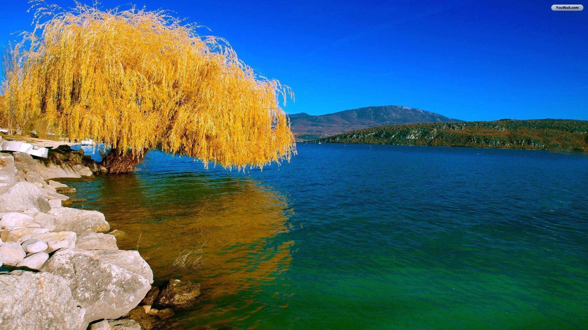 image For > Weeping Willow Tree Wallpaper HD