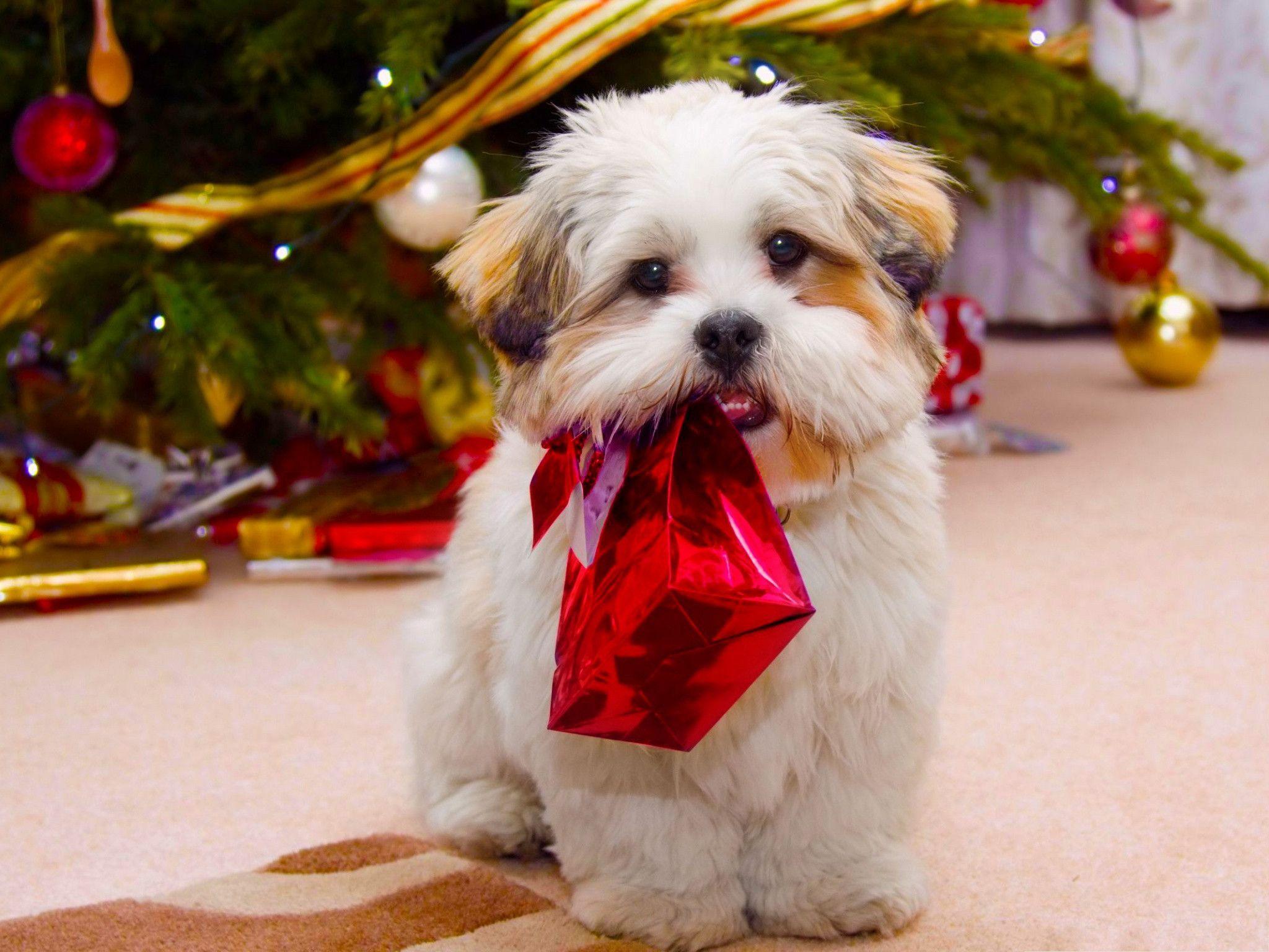 Xmas Stuff For > Christmas Puppy Wallpaper Background