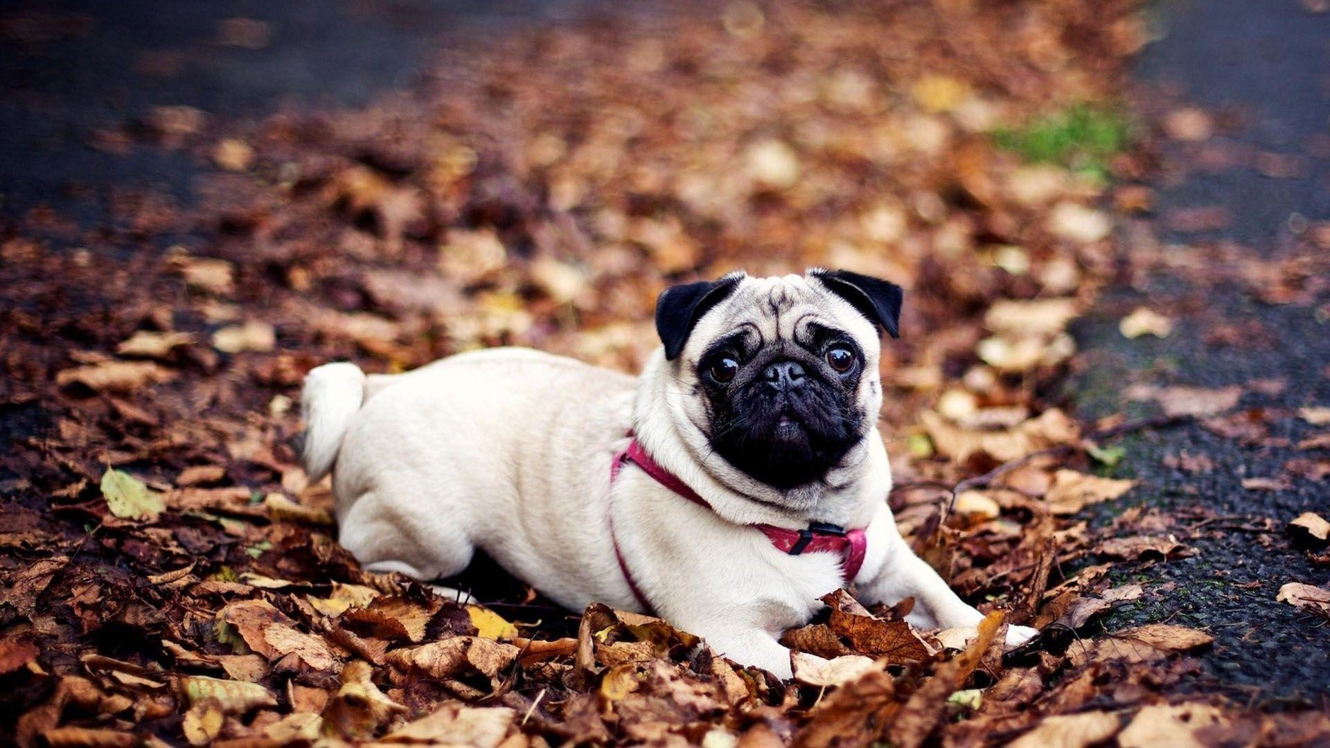 Pug Dog Wallpaper. Pug Dog Picture Free Download