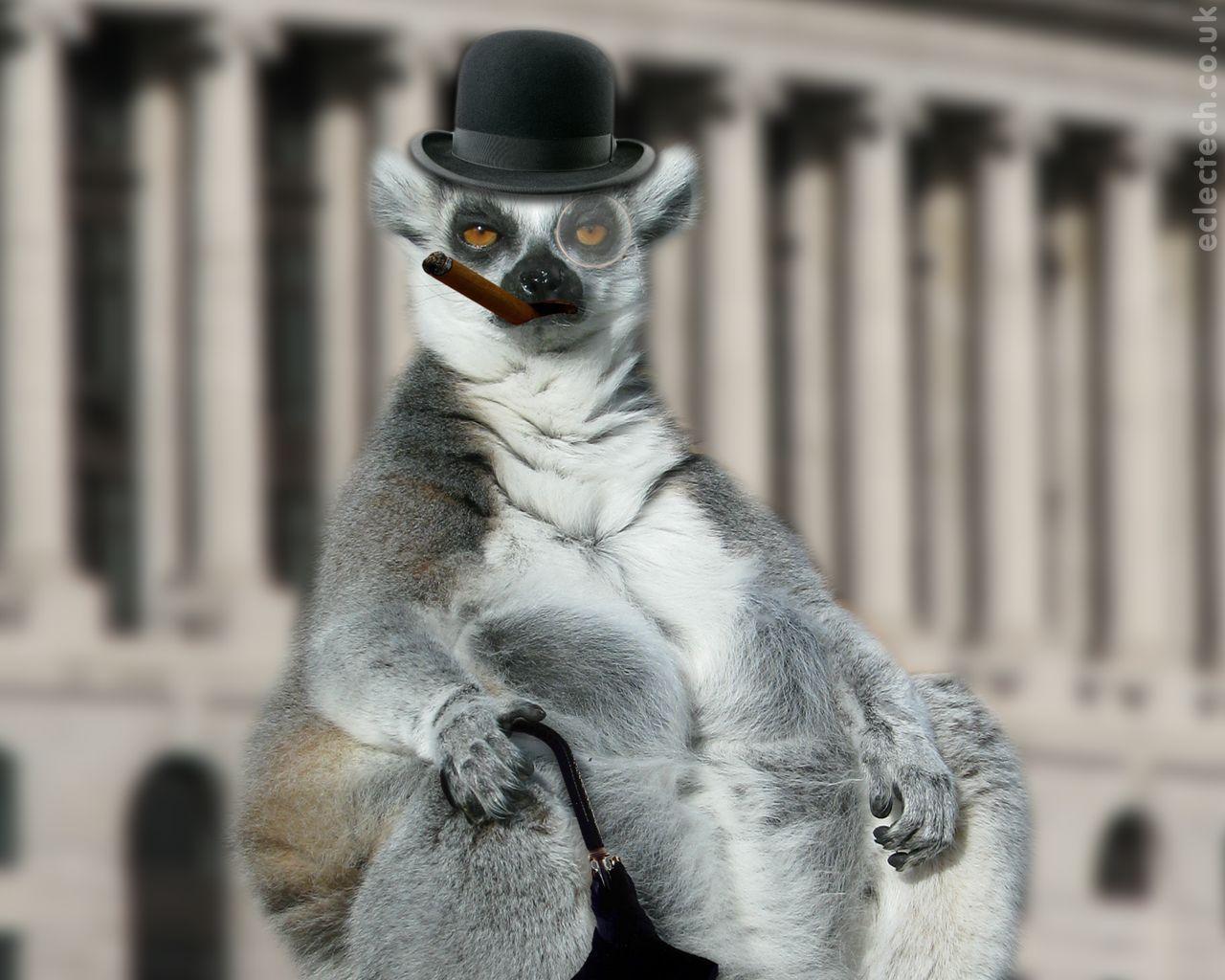 A grumpy lemur in bowler hat