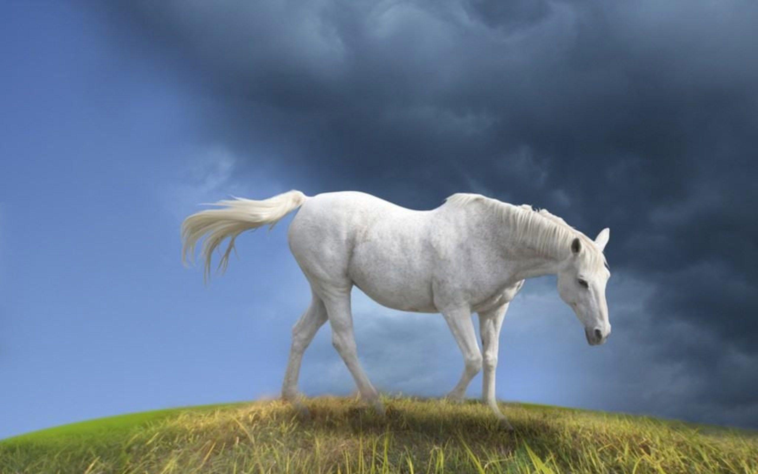 White Horse Background, wallpaper, White Horse Background HD