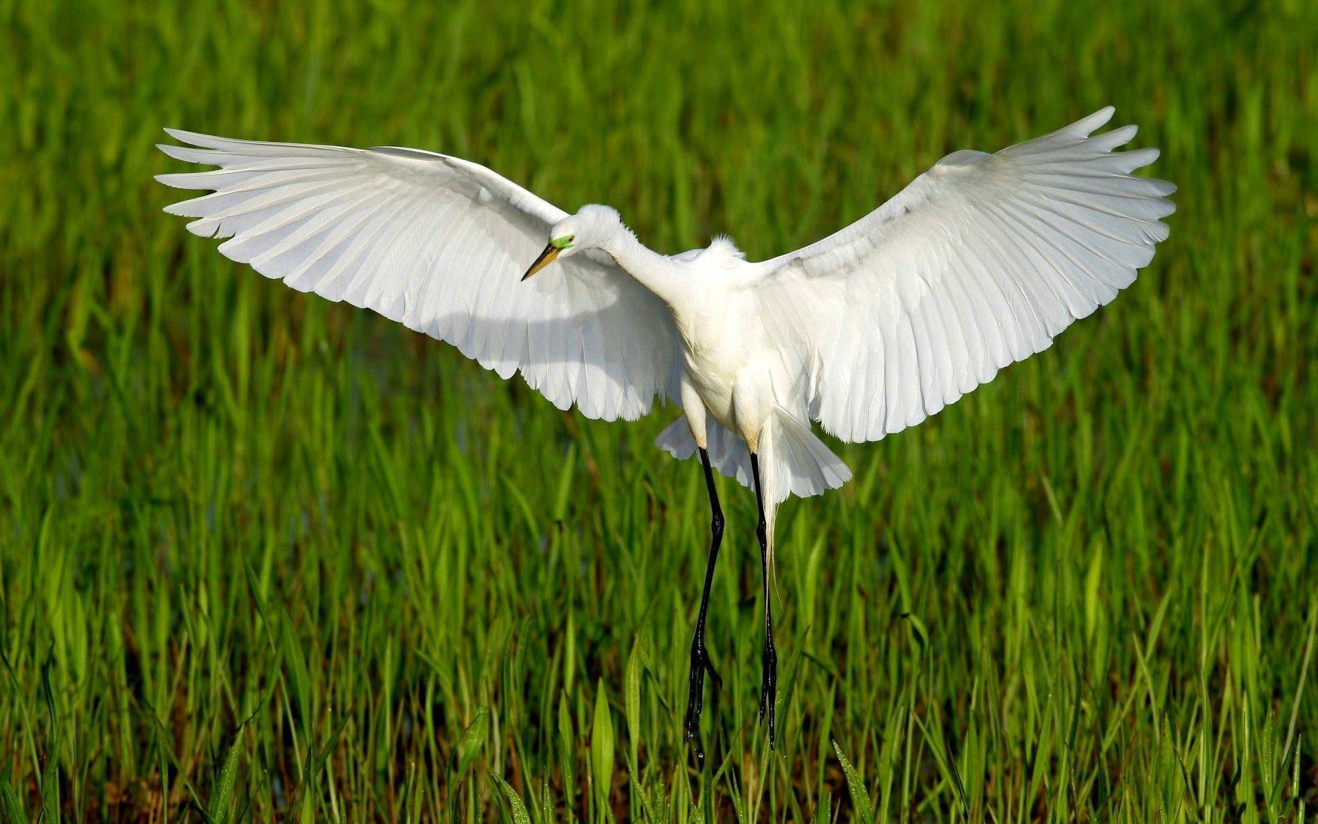 Free Heron Wallpaper 41842 1920x1200 px