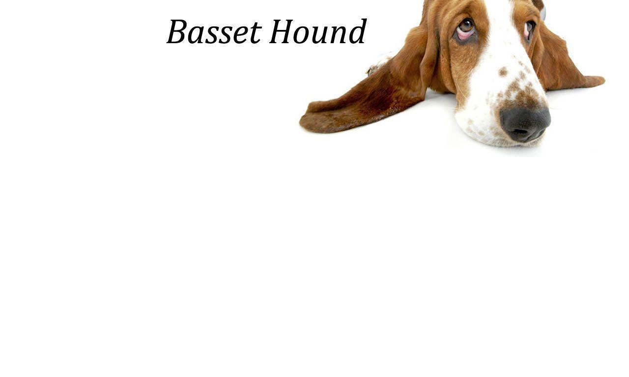 Basset hound long ears wallpaper