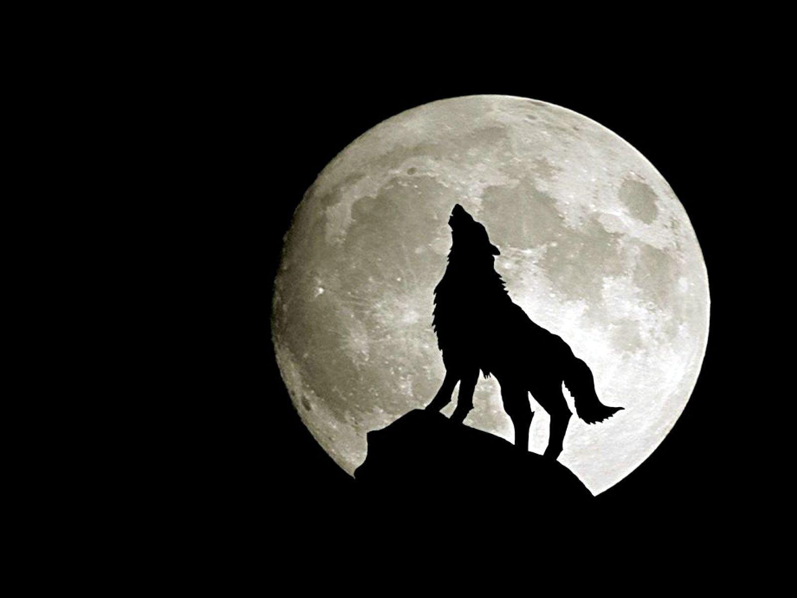 Animated Wolf Wallpaper