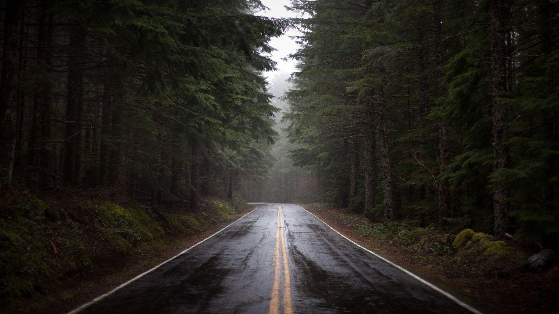 Rainy forest road Wallpapers #