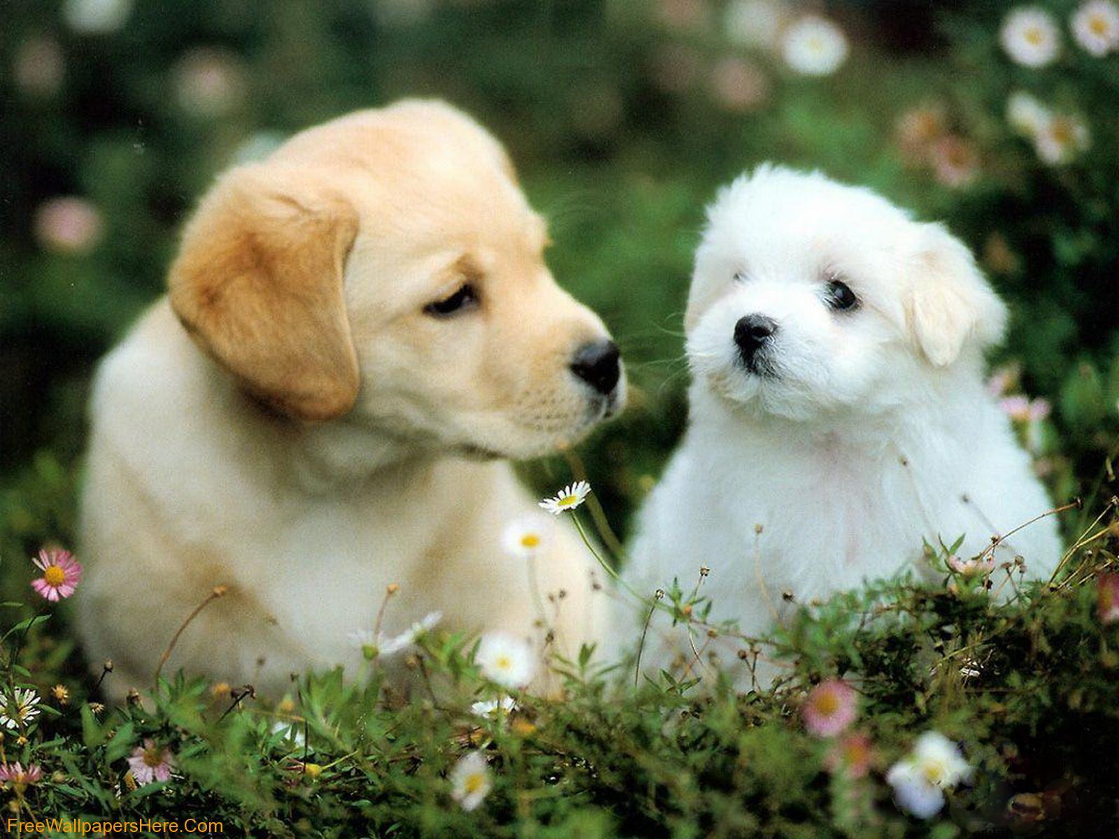 Cute Dogs And Puppies Wallpapers - Wallpaper Cave