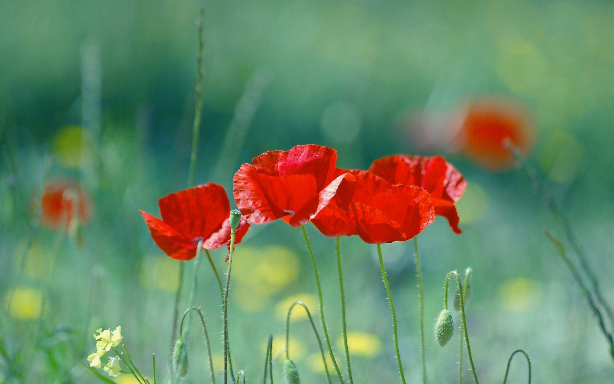 Download Flowers Poppy Wallpaper 2560x1600