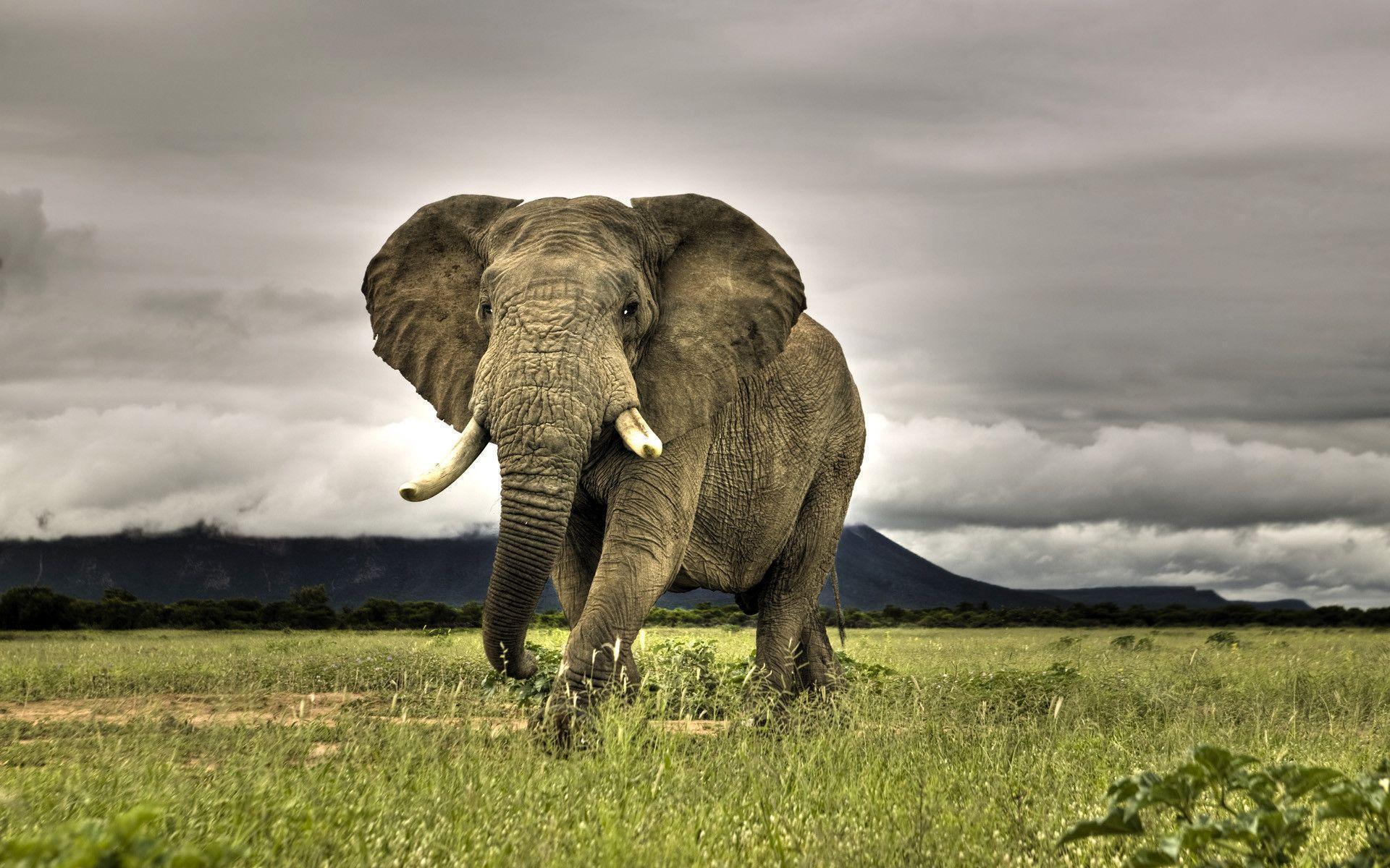 Elephant HD Wallpaper. Elephant Desktop Wallpaper