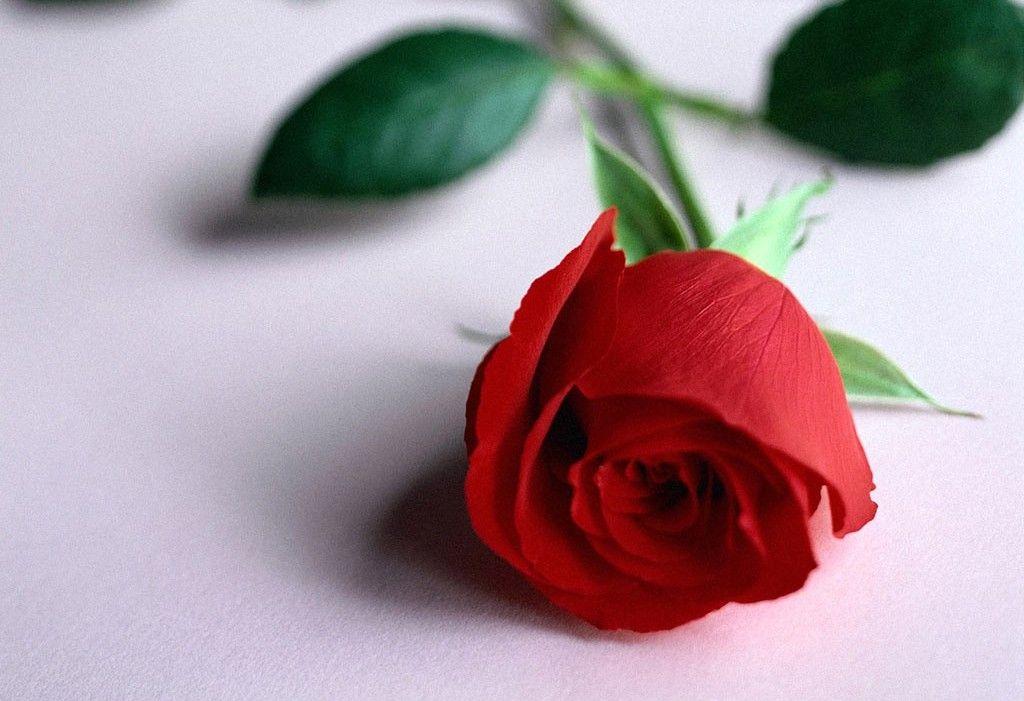 Beautiful Rose Flowers Wallpaper For Desktop Background