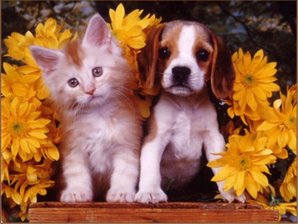 Wallpapers For > Cute Puppy And Kitten Wallpapers