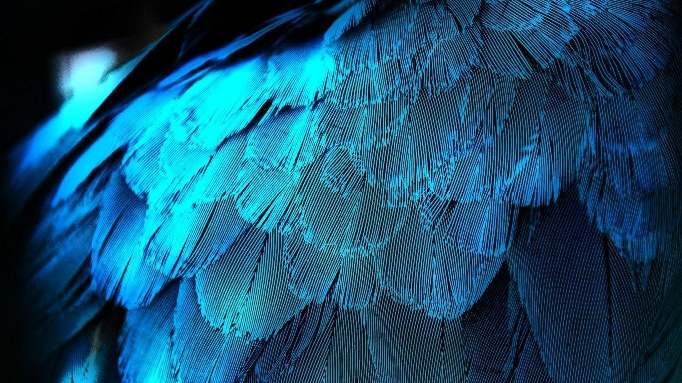 Electric Blue Feathers desktop PC and Mac wallpaper