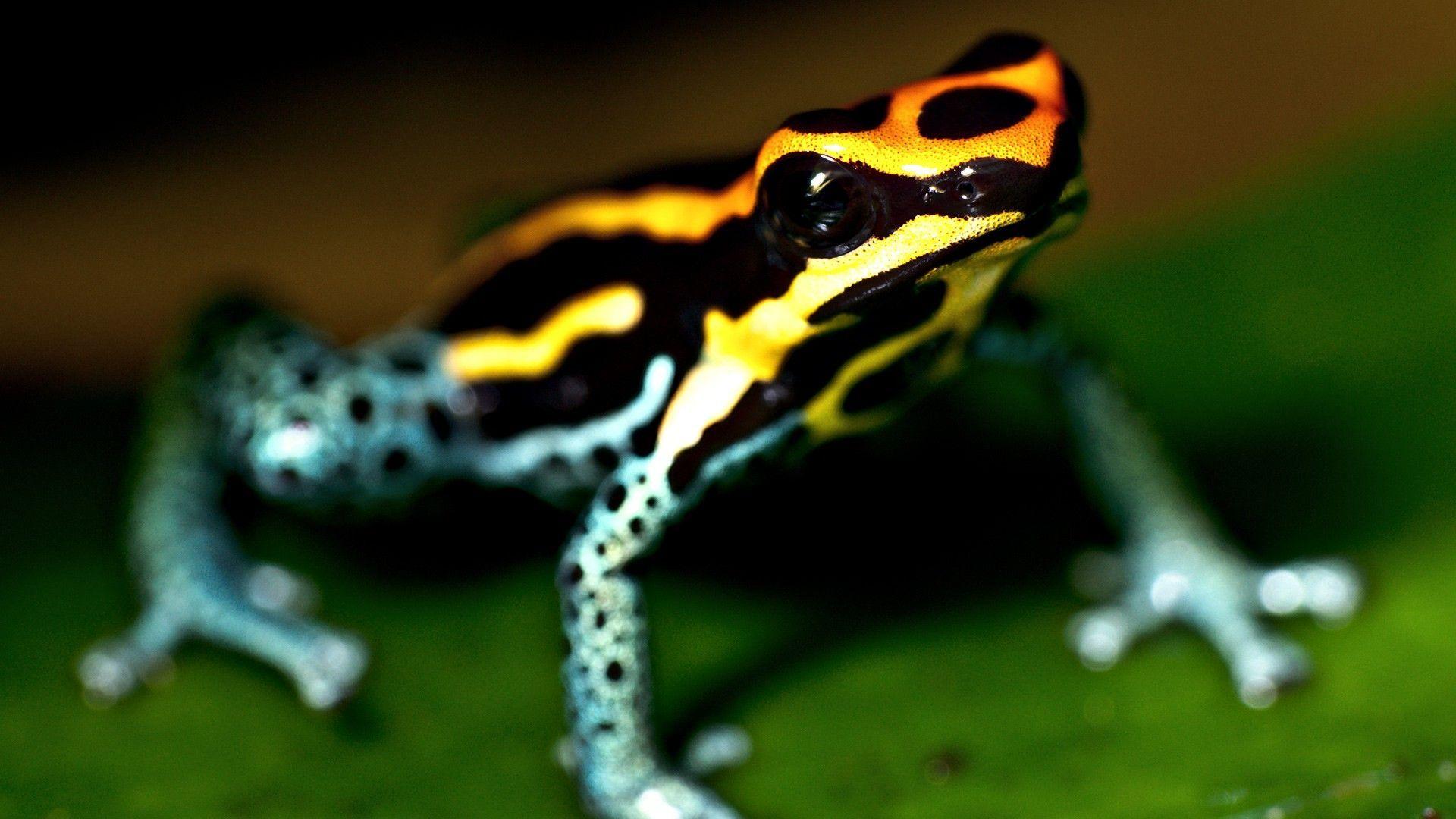 yellow blue poison amphibian frog wide HD wallpaper