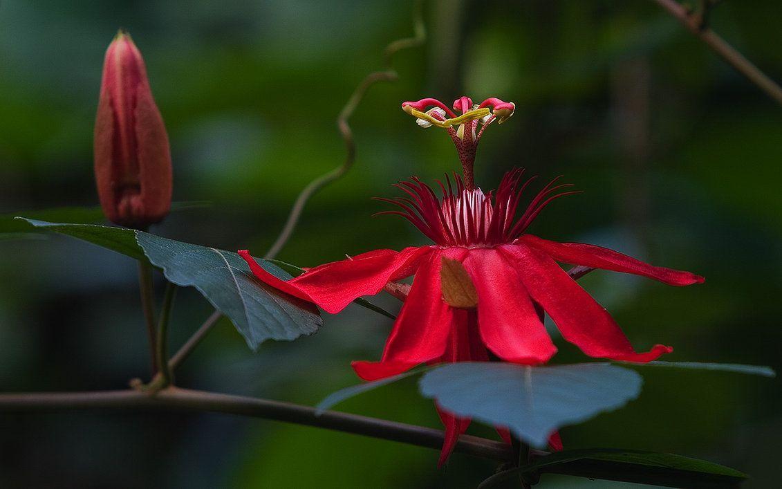 Red Passion Wallpaper