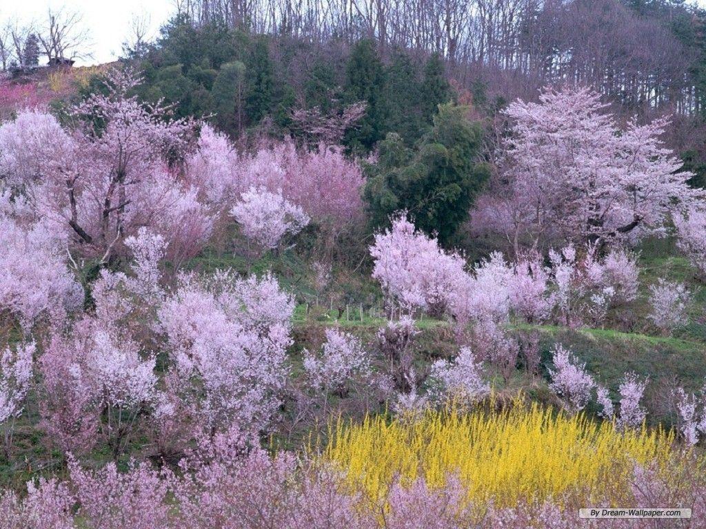 Spring Background Free Wallpaper Haiwallpaper Com