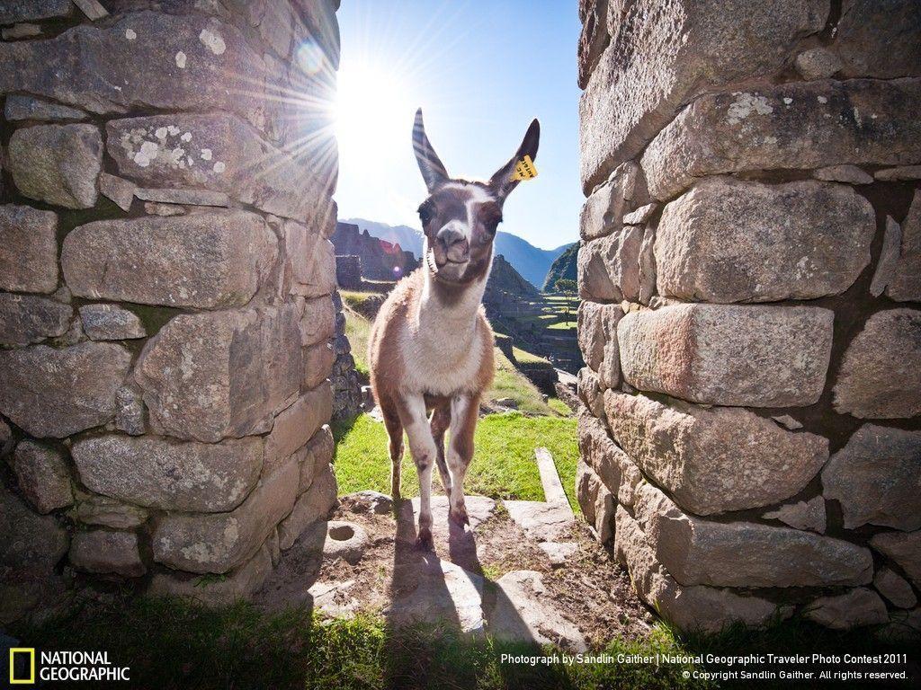 Llama at Machu Picchu Photo Contest 2011
