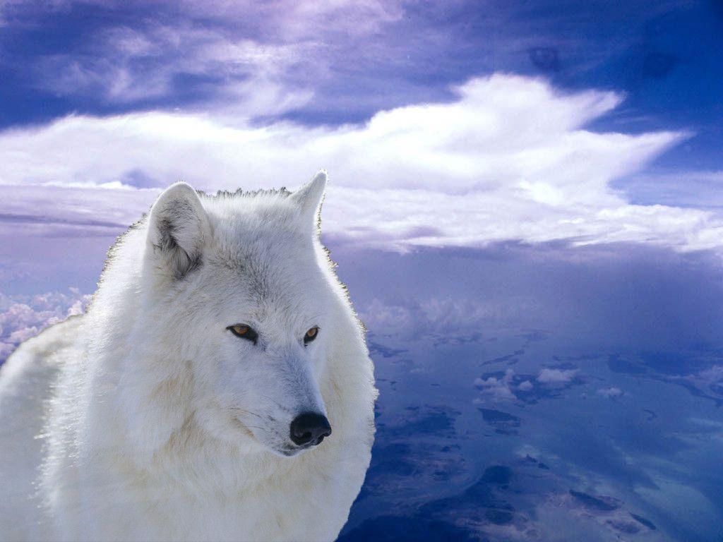 Wallpaper For > Arctic Wolf Wallpaper