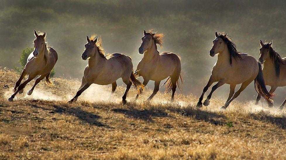 wild horses wallpaper