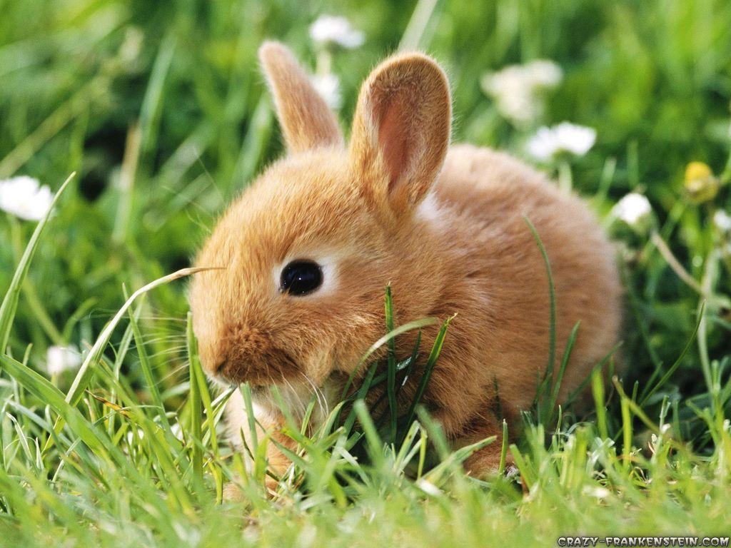 Animal Wallpaper High Resolution Wallpaper 5205