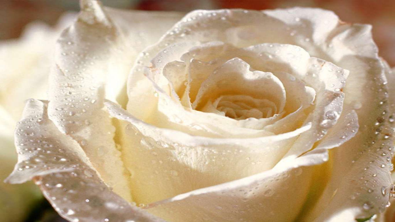 White Rose Wallpaper HD