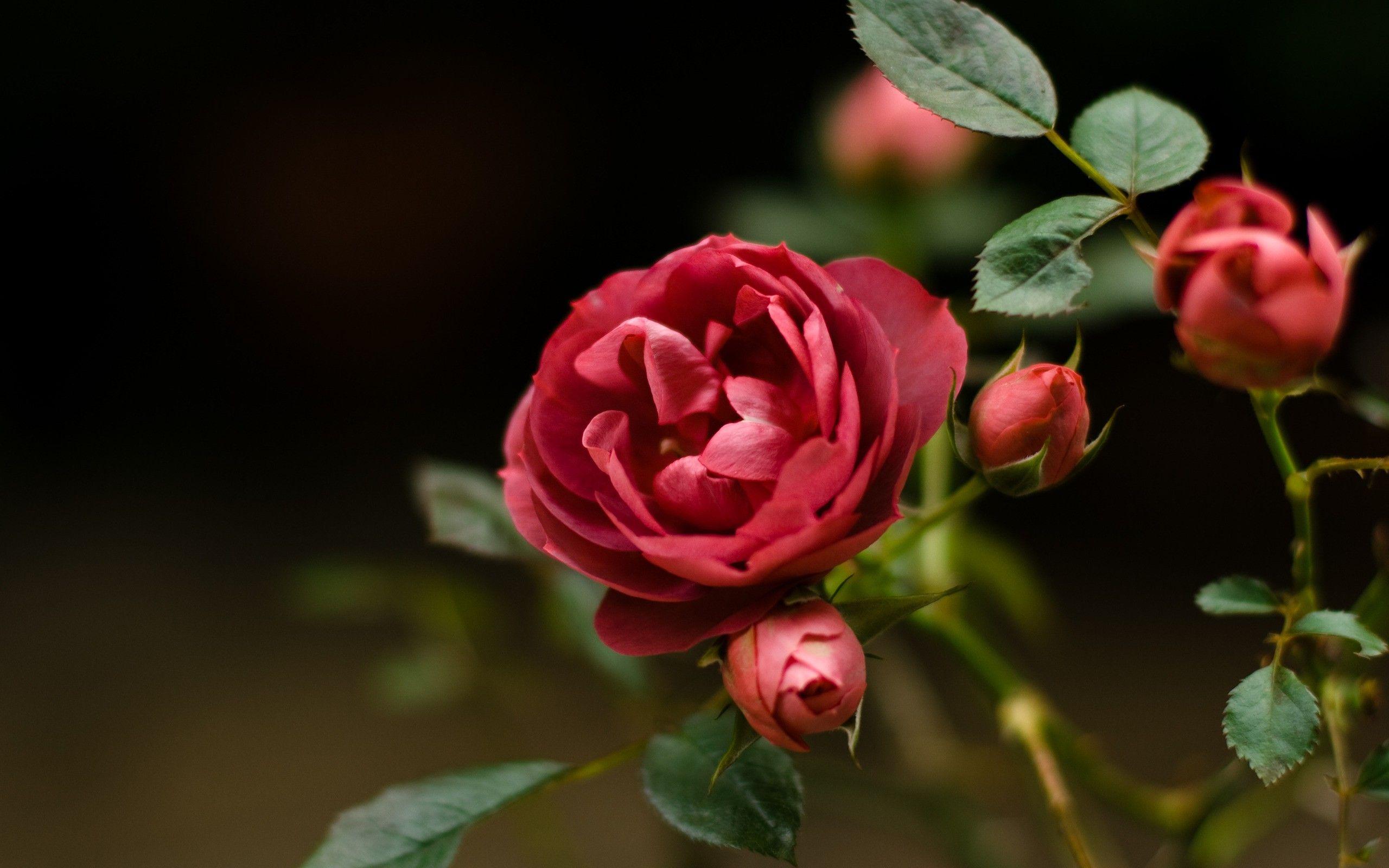 Flowers Depth Of Field Roses Fresh New Hd Wallpaper–