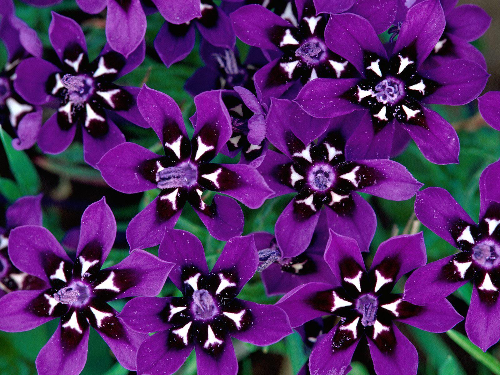 Purple flower petals free desktop background wallpaper image