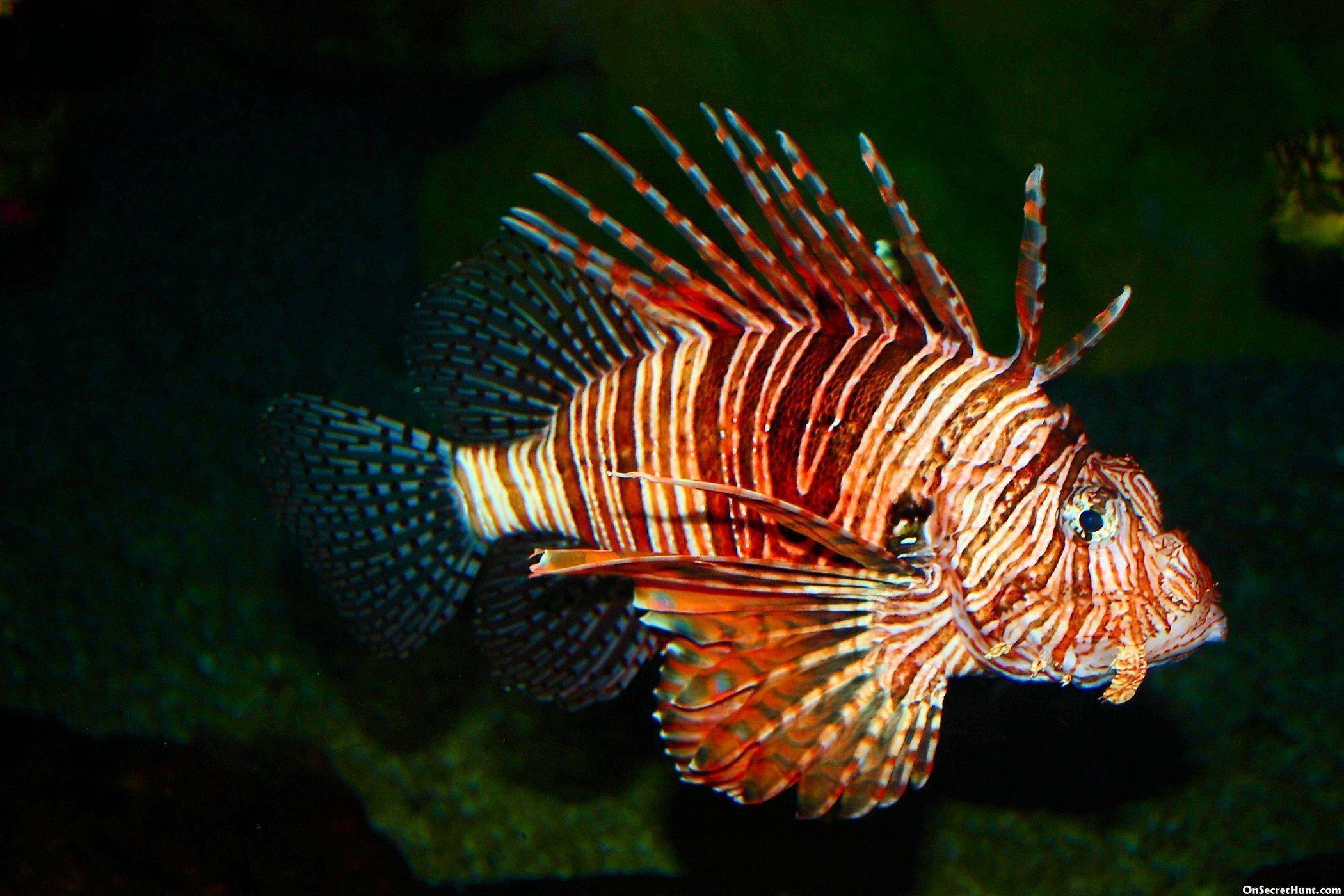 Lionfish Wallpapers - Wallpaper Cave