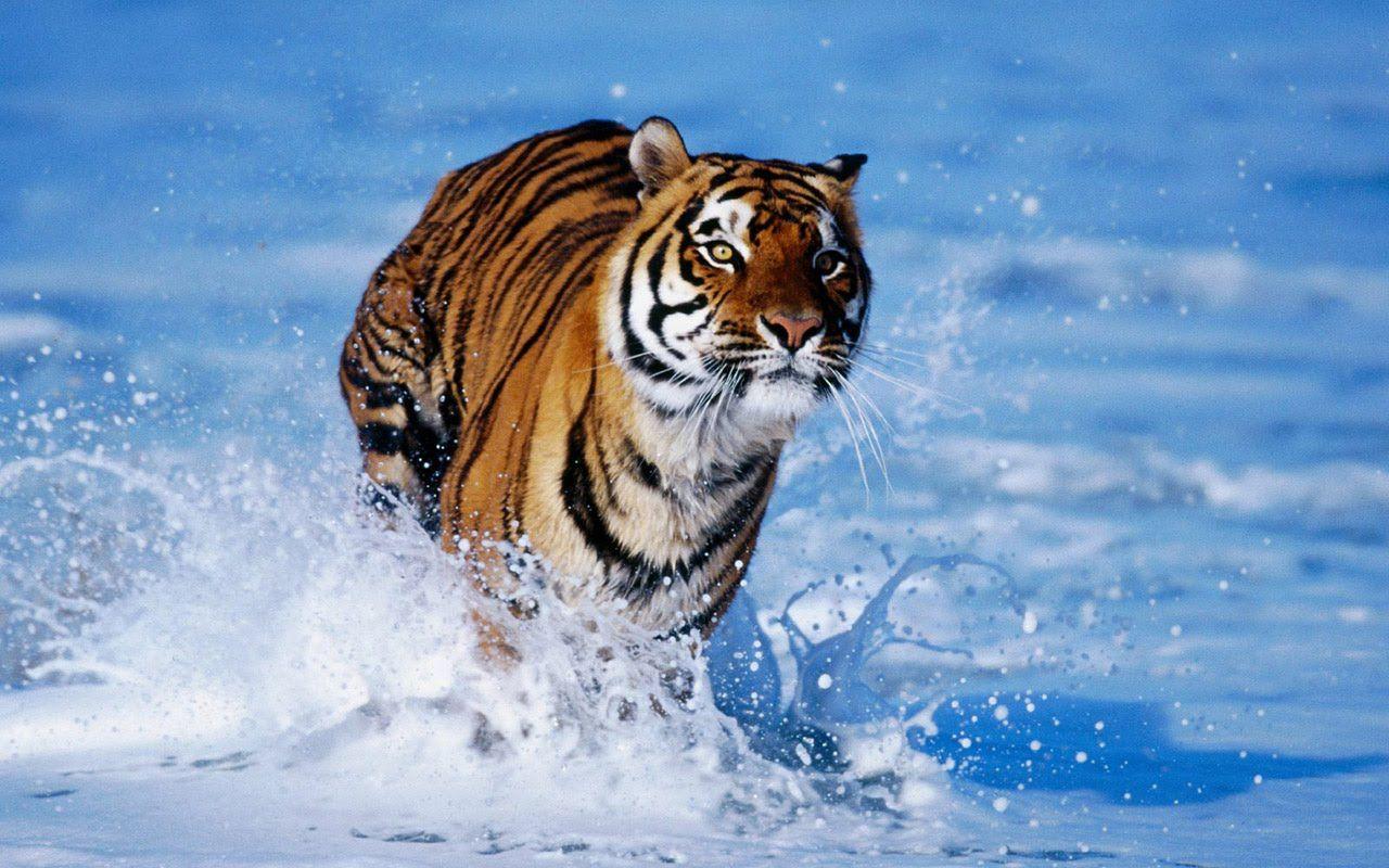 Beautiful Tiger Wallpaper Desktop Wallpaper