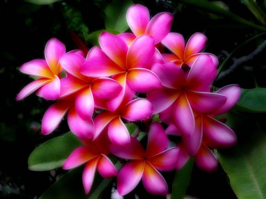 Hawaiian Flowers Wallpaper HD