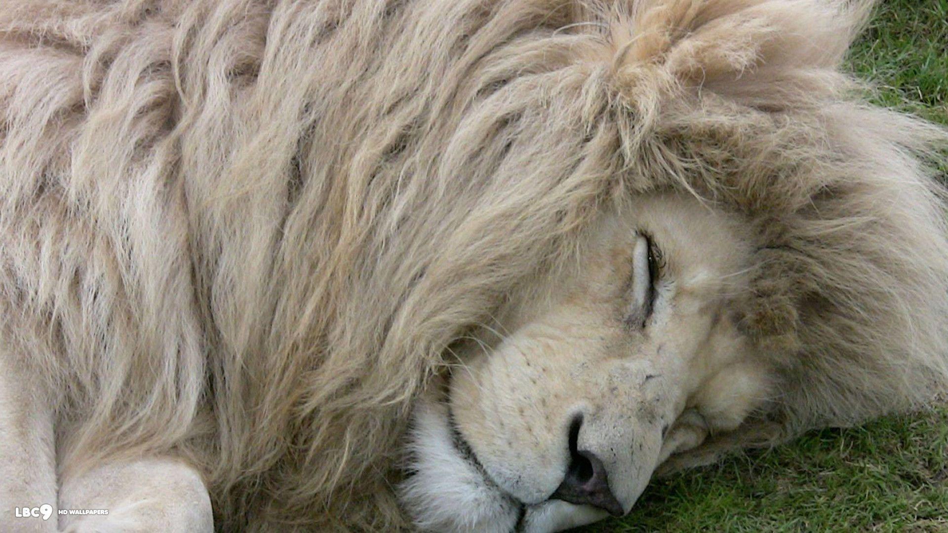 White Lion Wallpaper 36 44. Mammals HD Background