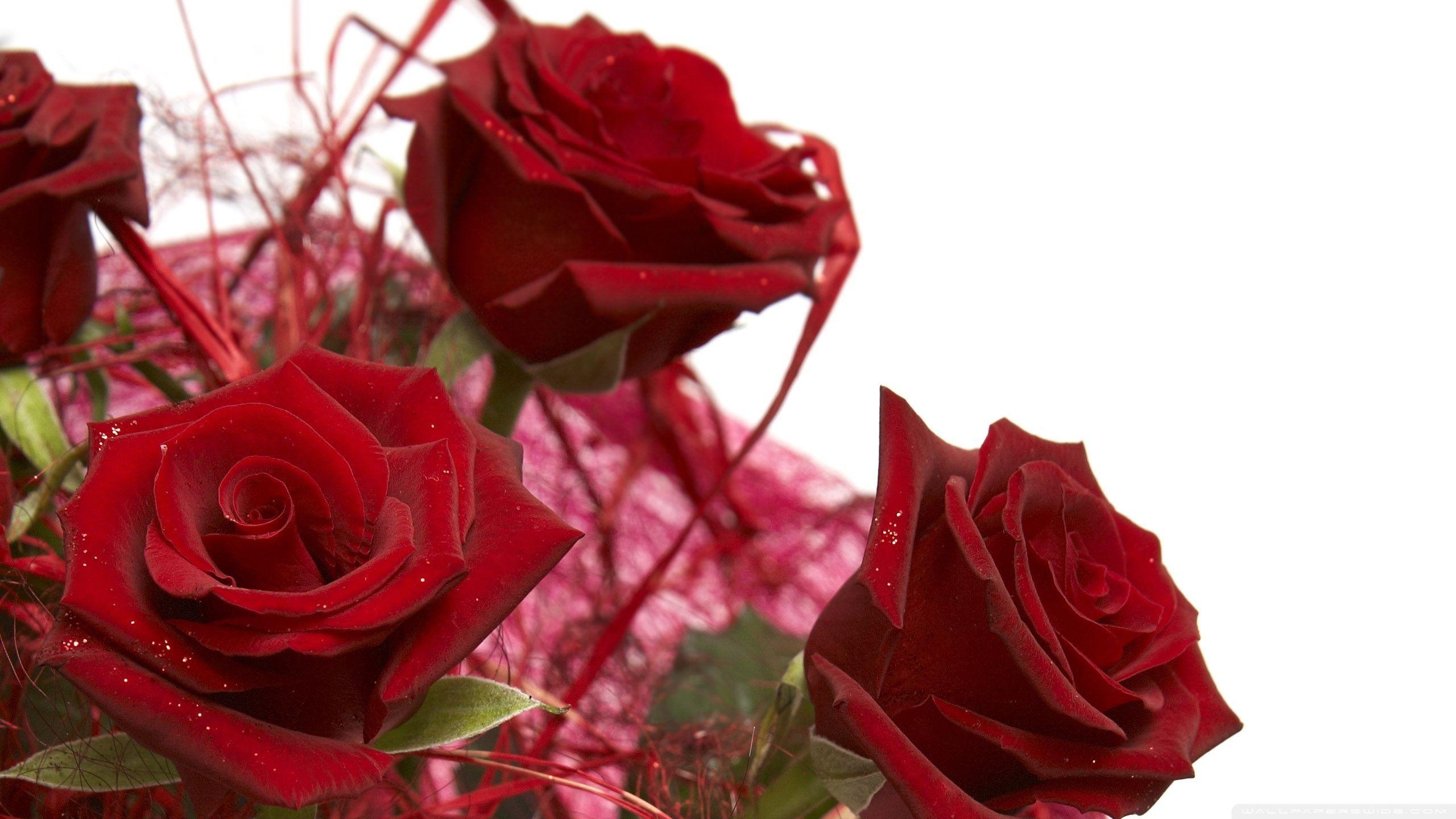 Flowers For > Red Rose Background Wallpaper