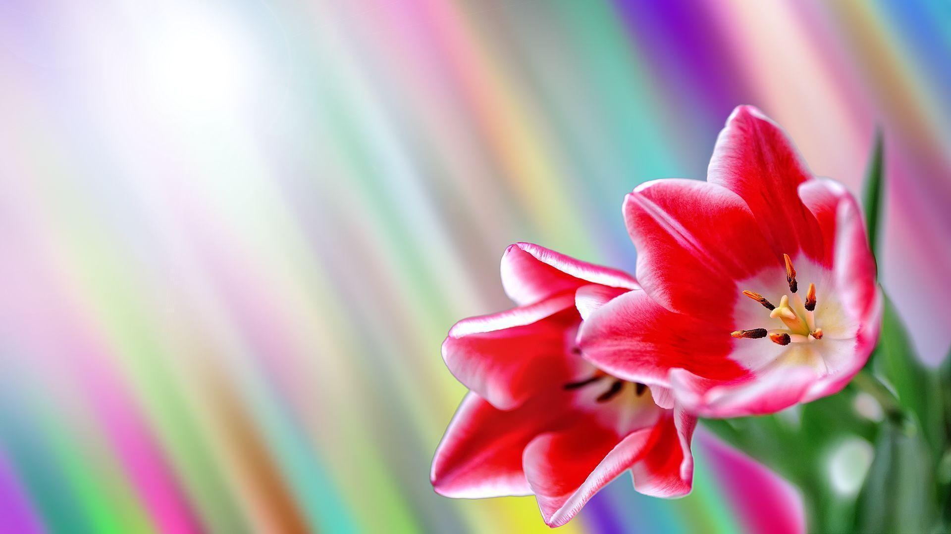Android wallpaper for Spring 2013