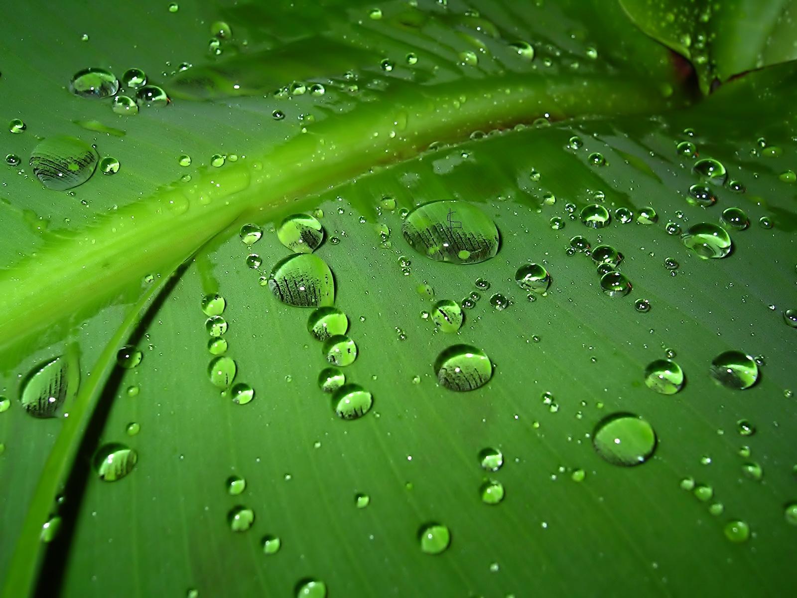 Rain Drop Leaf HD Free Wallpaper