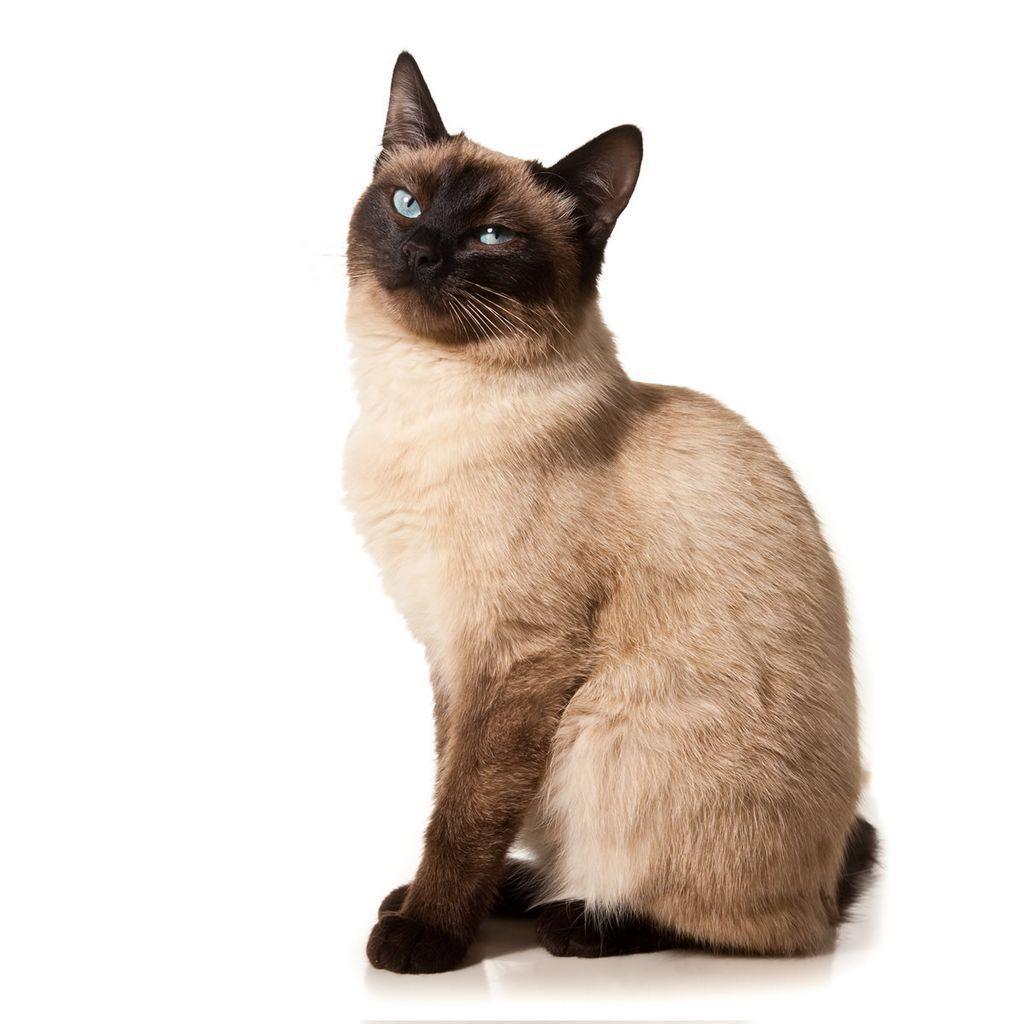 Siamese Cat Wallpapers - Wallpaper Cave