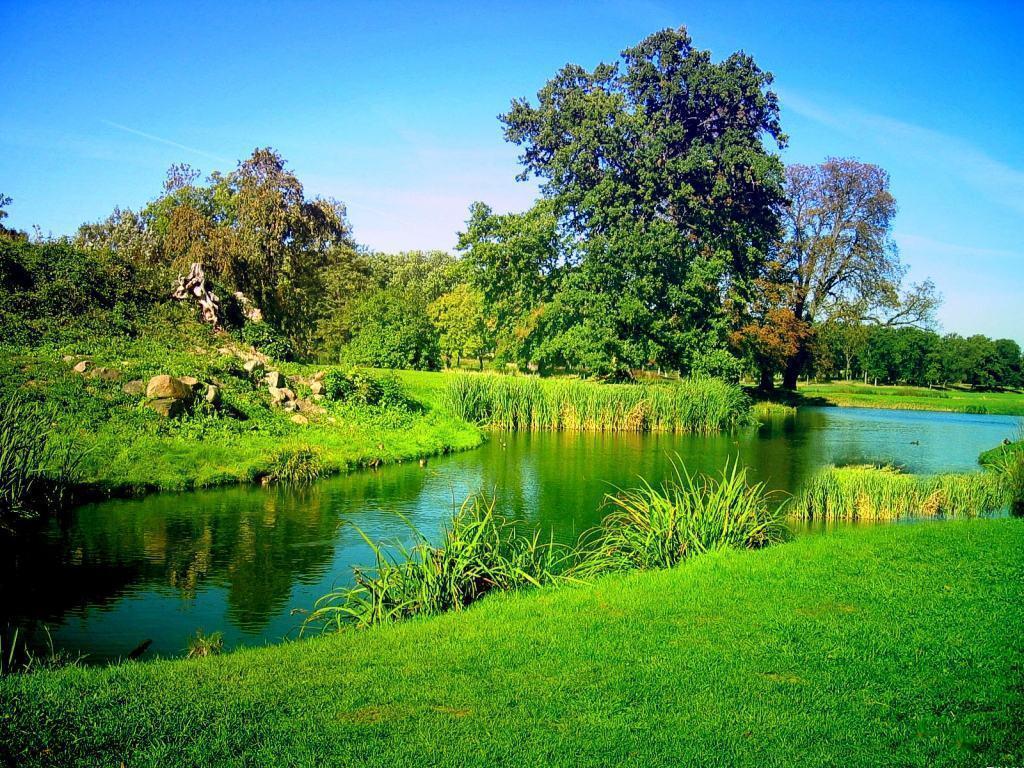 Green Wallpaper Background free Green Green fact Wal